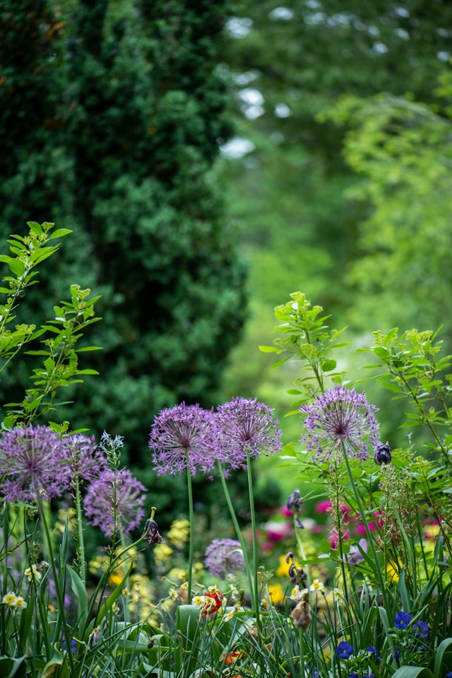Wildblumenwiese